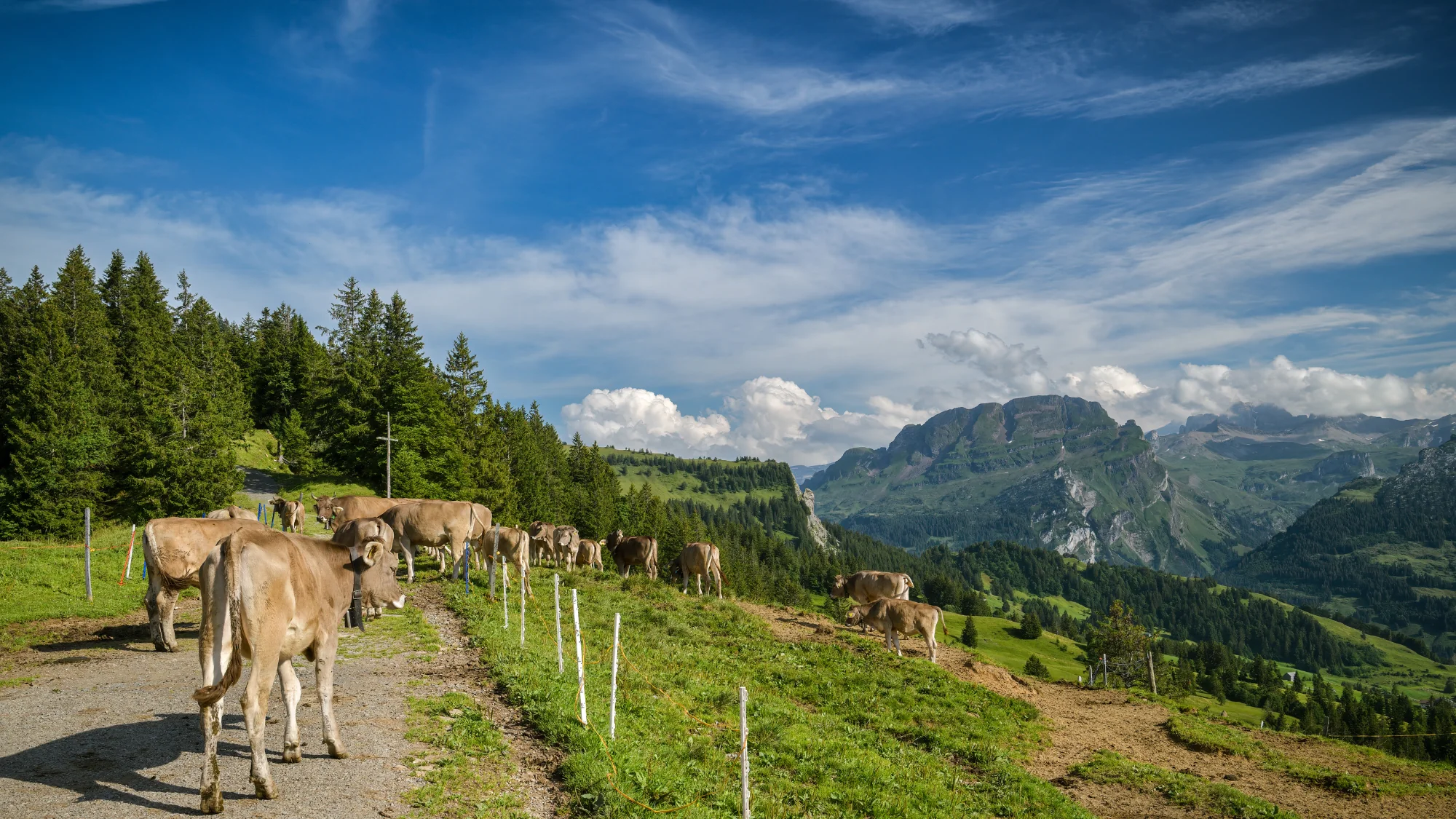 Kühe auf einem Alpweg im Hoch-Ybrig mit Blick über die Voralpen