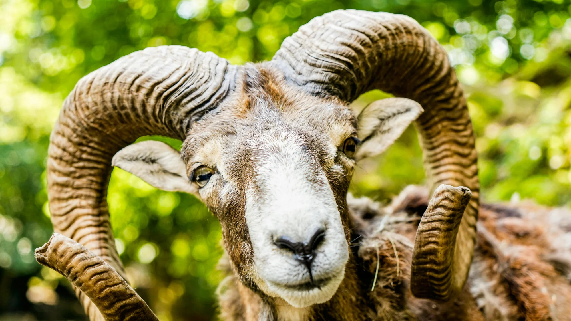 Mufflonwidder im Natur- und Tierpark Goldau