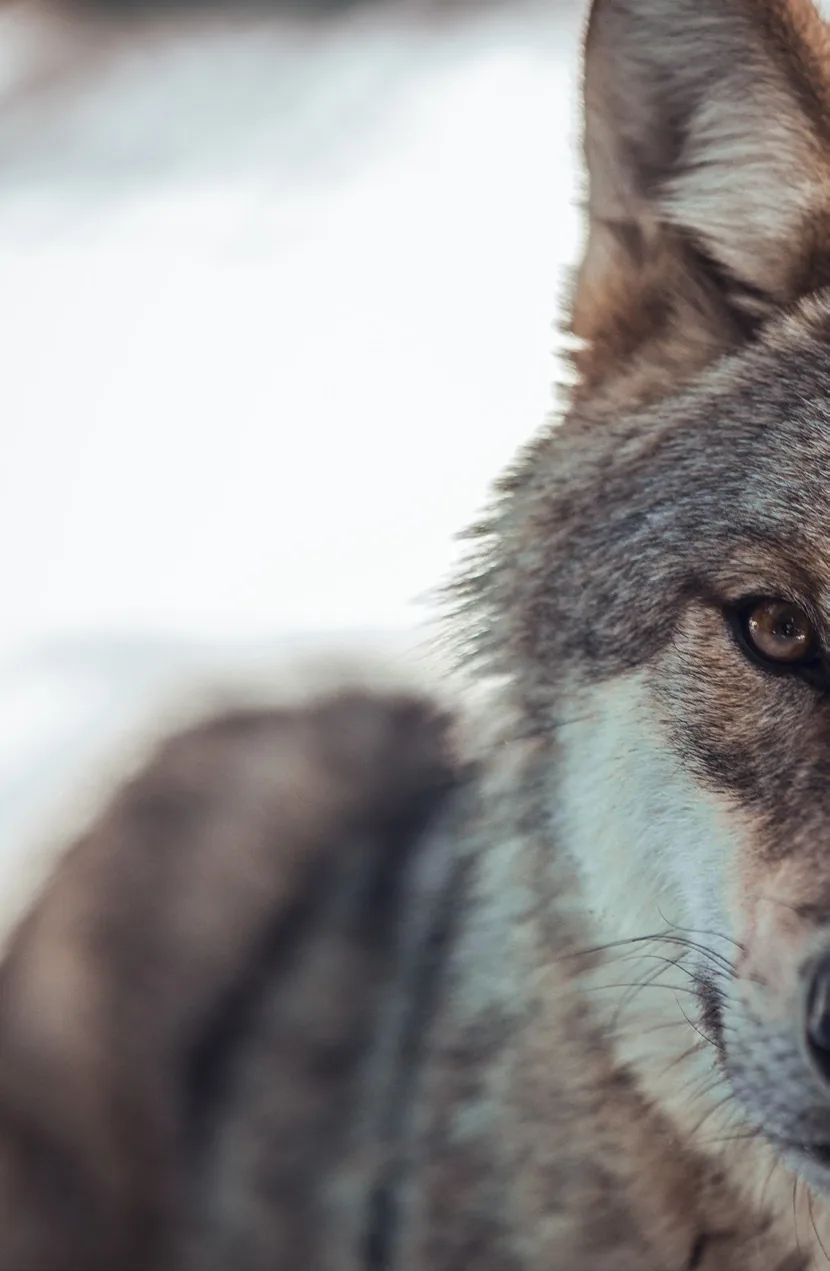 Bild aus dem Beitrag «Der Wolf ist zurück»