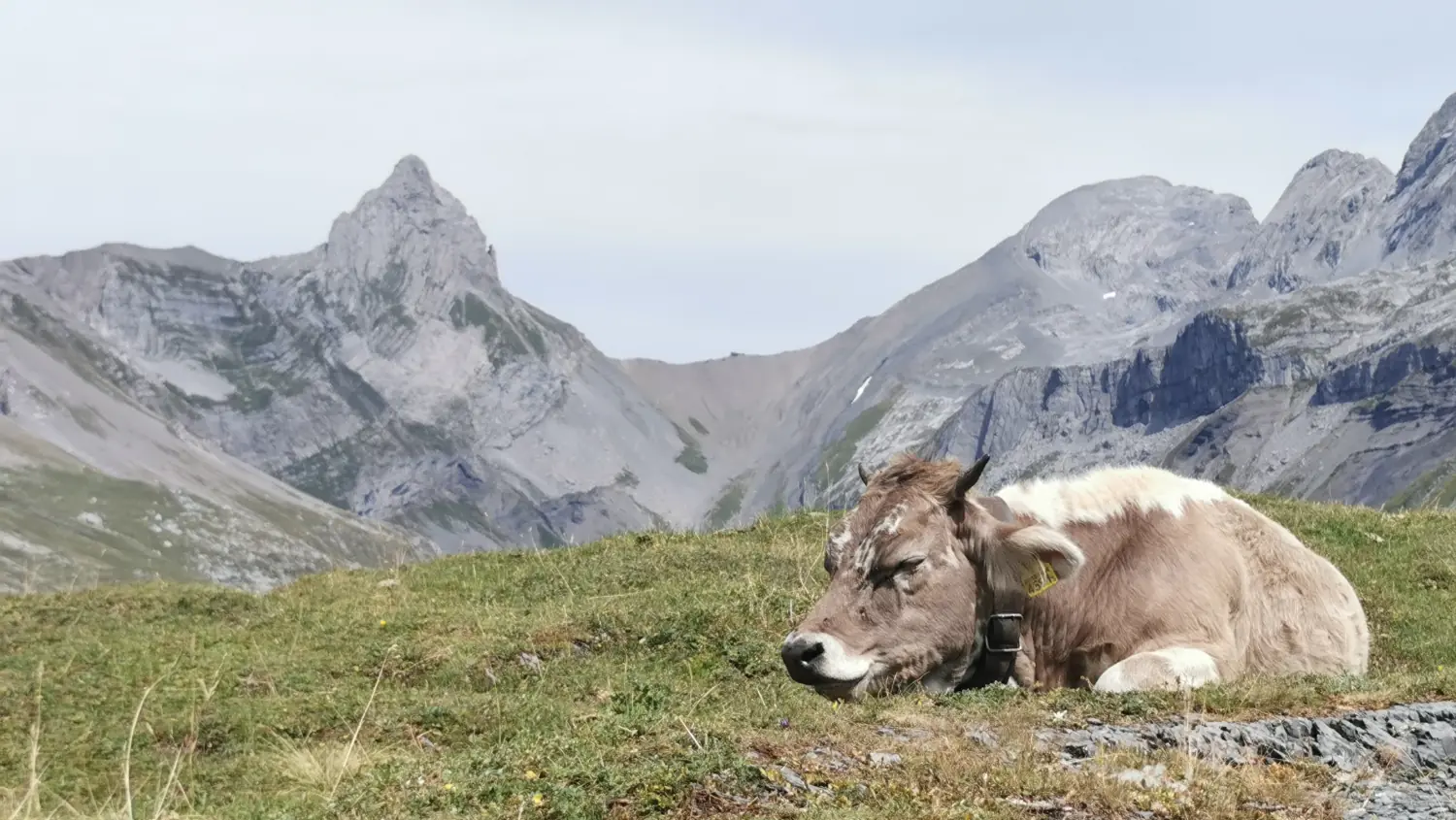 Kuh auf der Glattalp, dahinter die Felsgipfel des Karstgebirges