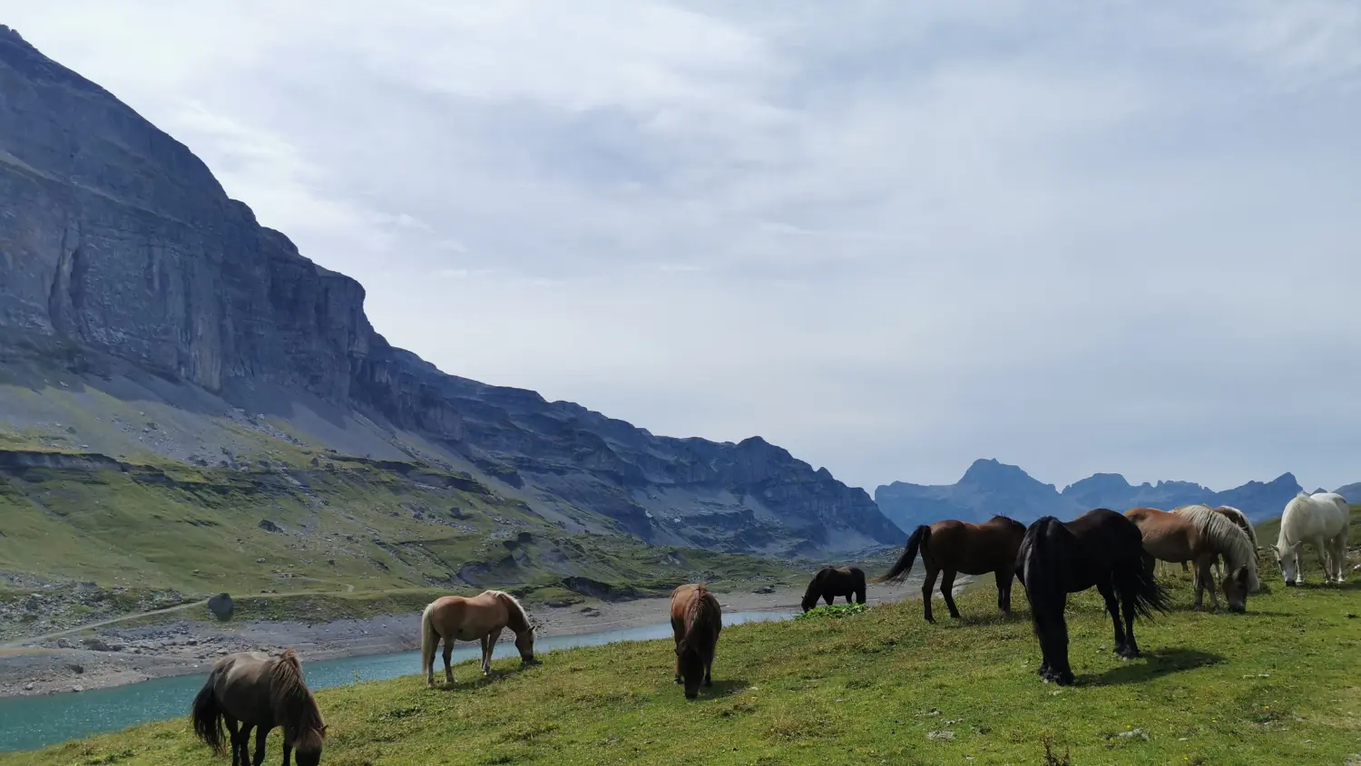 Pferde auf einer Weide über einem türkisfarbenen Bergsee