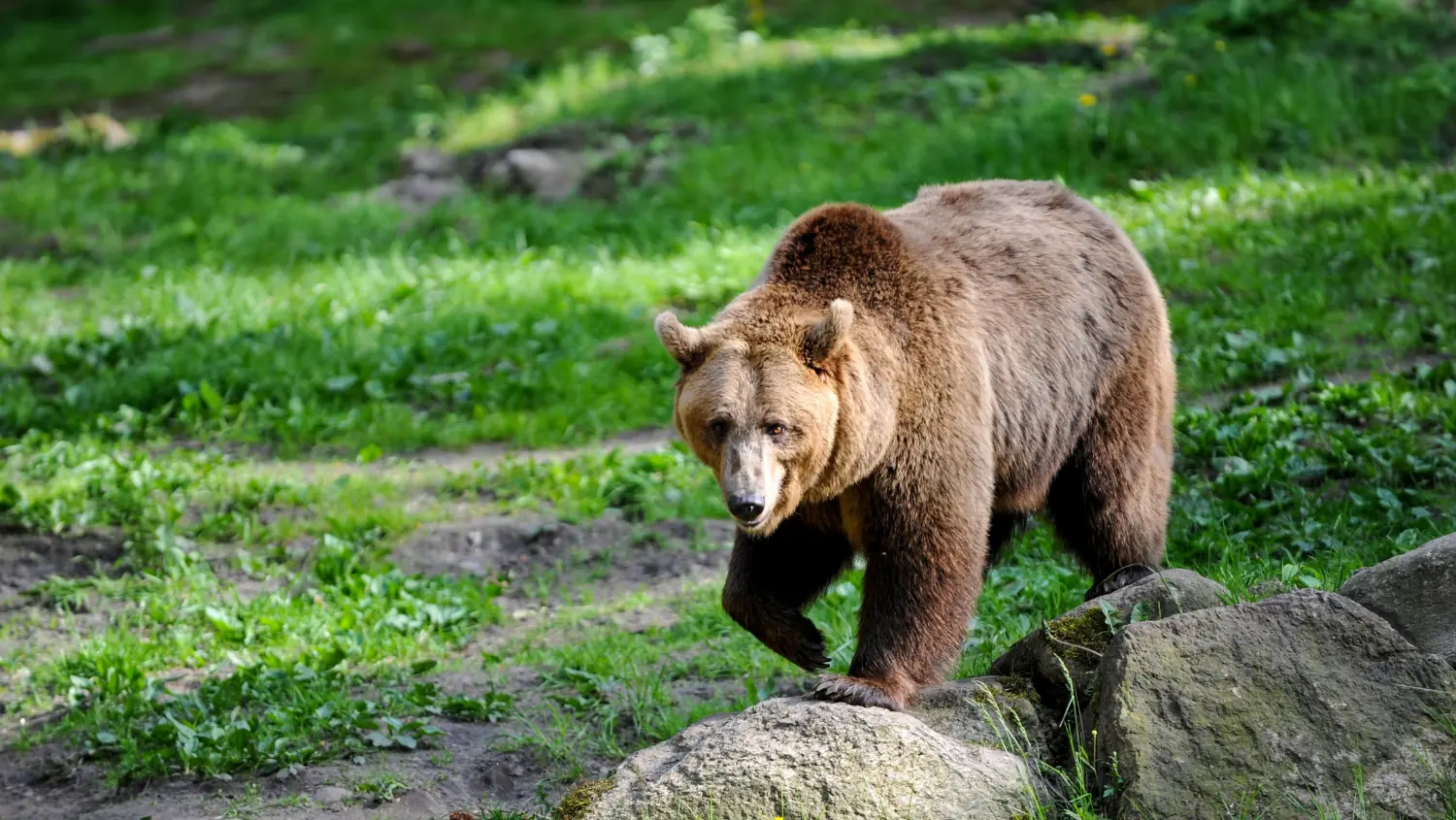 Ours brun sur une prairie du parc naturel et animalier de Goldau